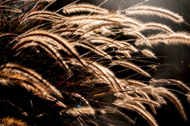 istock texture of grass leaves 1451243130