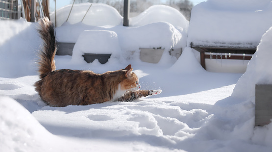 It is winter, a tabby cat ith hite spots is sitting near house door, surrounded by snow, usually there is not much snow in the region where this cat is living, so it is insecure about what to do,