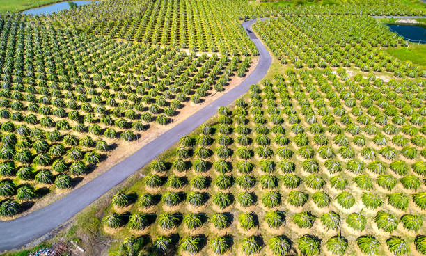 Aerial view of dragon fruit garden in organic farm. Aerial view of dragon fruit garden in organic farm. Dragon fruit. This is a cool fruit with many minerals that are beneficial for human health is grown a lot in Phan Thiet, Vietnam dragon fruit flower stock pictures, royalty-free photos & images