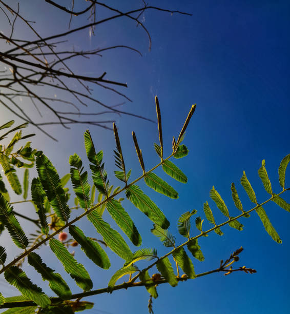 herbal plant mimosa pigra giant sensitive tree herb ( mimosa pigra) under blue sky mimosa pigra stock pictures, royalty-free photos & images