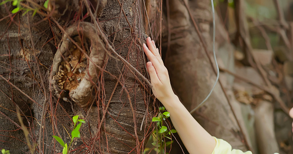 close up - Asian woman embraces in nature hand  touching tree trunk