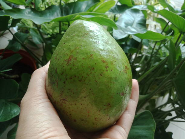 istock hand holding avocado fruit with leaves background 1451248811