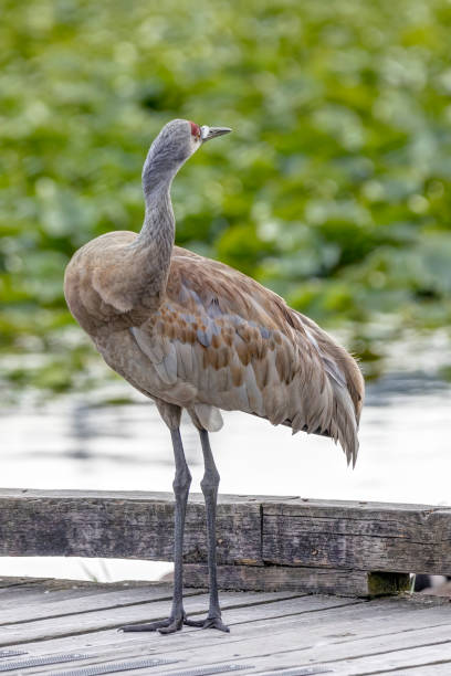 istock sandhill crane walking on a pier, Burnaby, British Columbia 1451254409