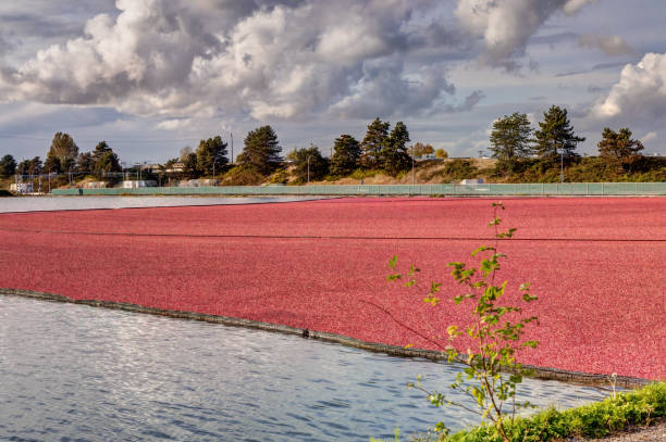 istock farm cranberry bog, British Columbia, Canada 1451254598