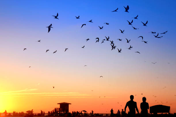 Golden Hour Beach with Bird. Tropical seaside at sunset. Anna Maria Island, Florida. Bradenton Beach