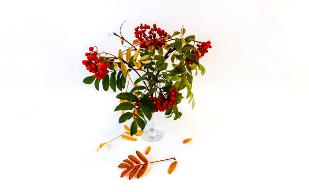 istock Isolated on white background rowan bouquet with red berries 1451255418