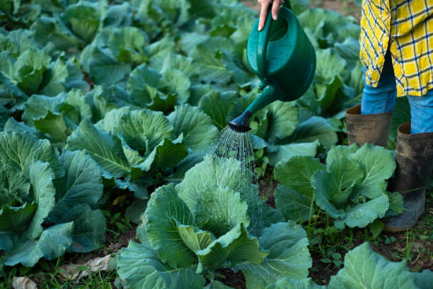 istock Farmer watering cabbage garden with water can 1451259719