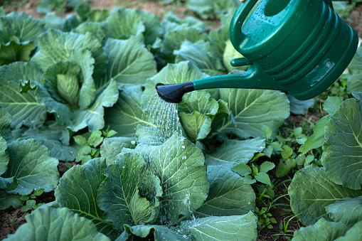 Farmer watering cabbage garden with water can