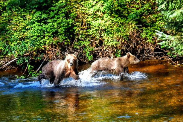istock Two Brown Bears In Creek 1451263167