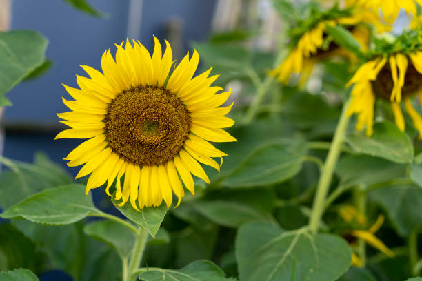 istock Sunflower blooming natural background. Sunflower background. 1451264572