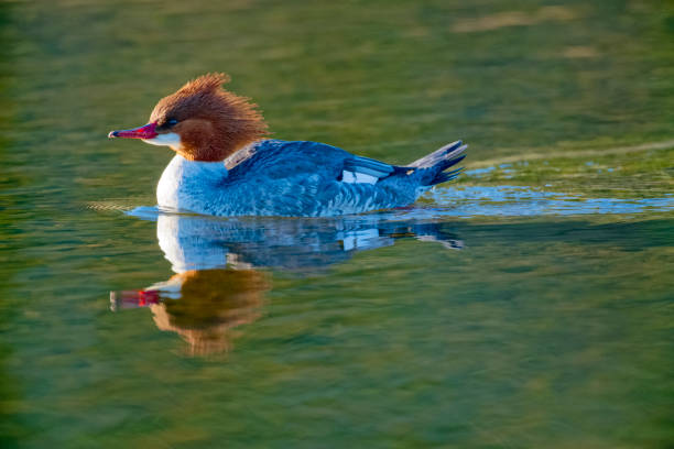 Common Merganser bird along a shoreline located on Vancouver Island, British Columbia