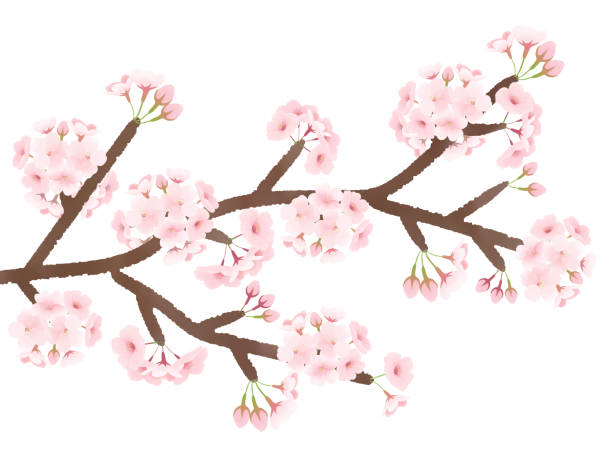 istock Pink cherry blossoms are in full bloom during spring season. 1451272270