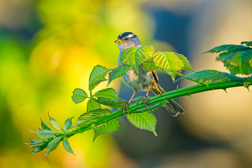 White-crowned Sparrow Bird foraging on Vancouver Island, British Columbia