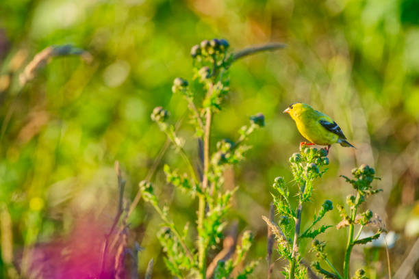 American Goldfinch Bird foraging on Vancouver Island, British Columbia