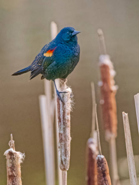 istock Birds on Vancouver Island British Columbia 1451275105