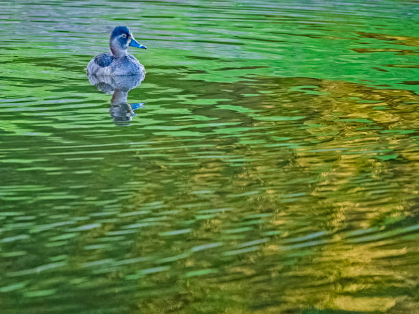 Ring-necked Duck found in a wetland marsh located on Vancouver Island, British Columbia