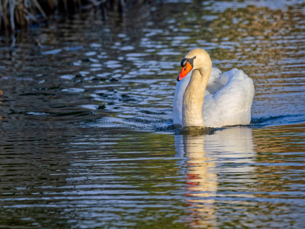 istock Birds on Vancouver Island British Columbia 1451277031