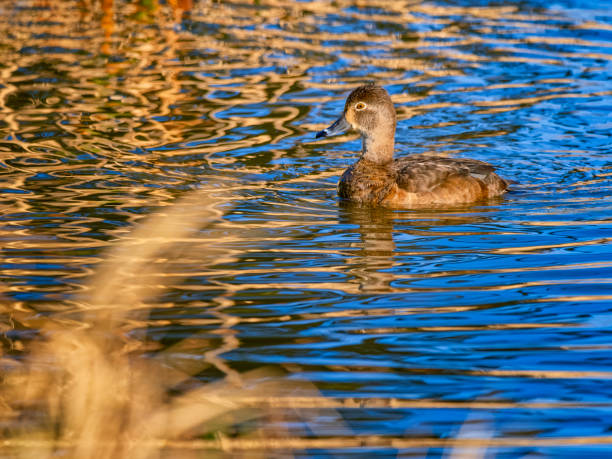 istock Birds on Vancouver Island British Columbia 1451277081