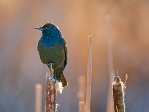 istock Birds on Vancouver Island British Columbia 1451277128