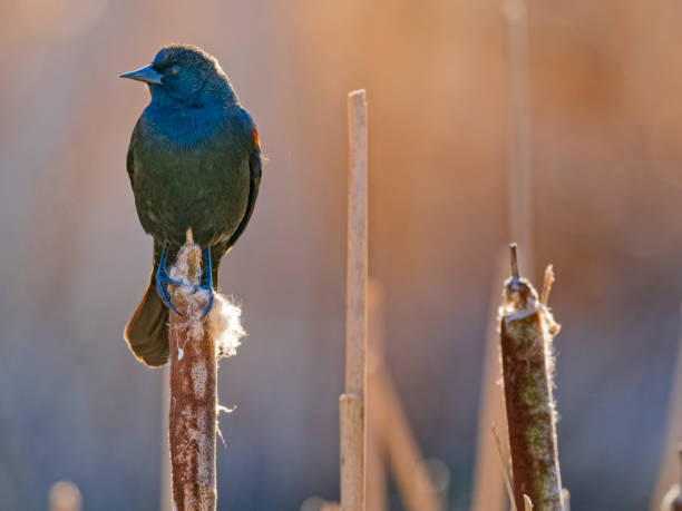 istock Birds on Vancouver Island British Columbia 1451277129