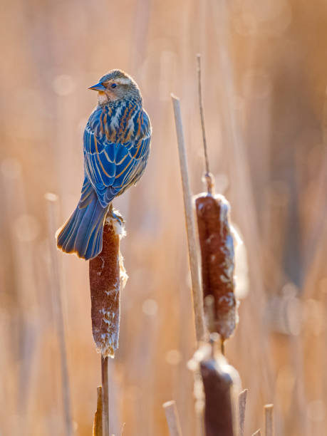 istock Birds on Vancouver Island British Columbia 1451277168