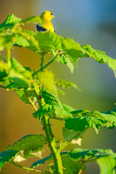 Dried plant with bright red berries in sunlight