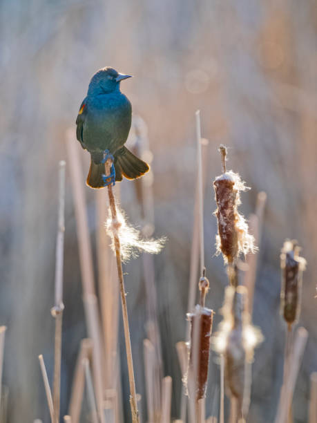 istock Birds on Vancouver Island British Columbia 1451278455