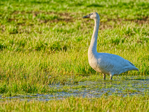 Trumpeter Swan found in a wetland marsh located on Vancouver Island, British Columbia
