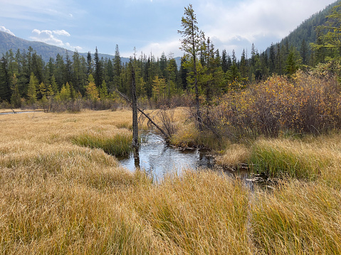 Autumn swamp on the background of the forest, among the hills. A picturesque place in the Altai Mountains.