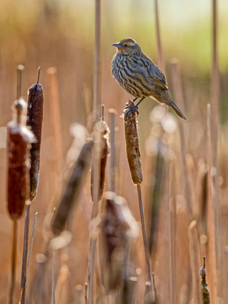 istock Birds on Vancouver Island British Columbia 1451278795