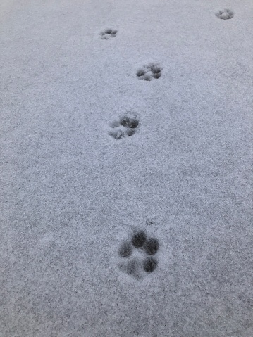 Four dog tracks in the snow