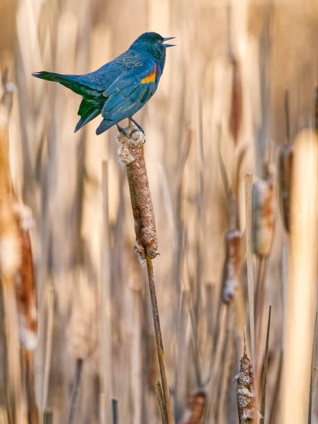istock Birds on Vancouver Island British Columbia 1451278844