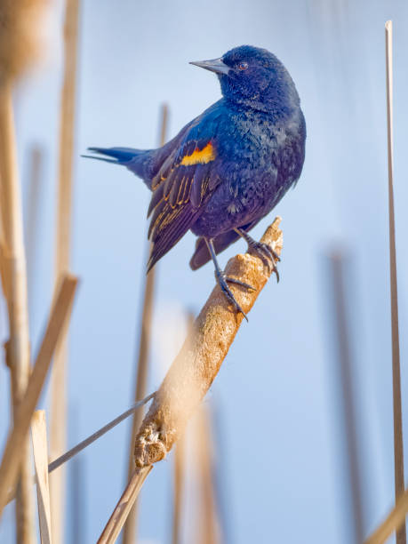 istock Birds on Vancouver Island British Columbia 1451278913