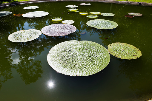 Royal water lily leaves from tropical garden in north of Thailand, outdoor day light