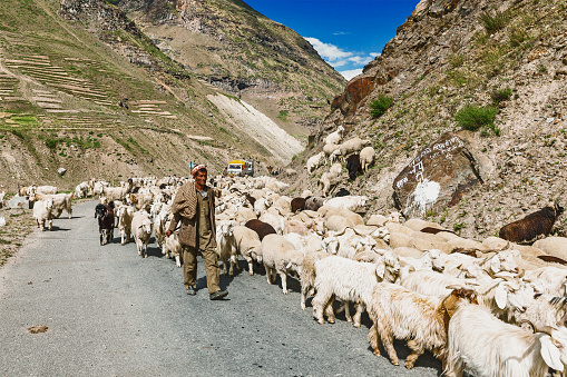 Ladakh, India - September 5, 2012: Cashmere shepherd with herd of pashmina goats and sheep in Ladakh, India