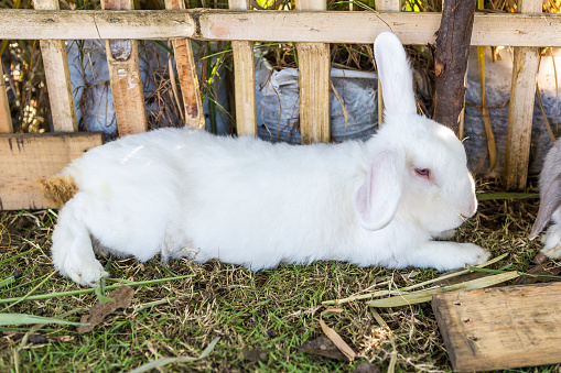 Cute white rabbit laying on the ground in wooded cage, outdoor day light