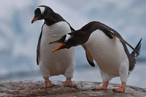 istock two Gentoo Penguins in Antarctica 145128258