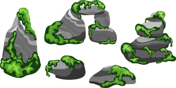 Vector illustration of moss copia