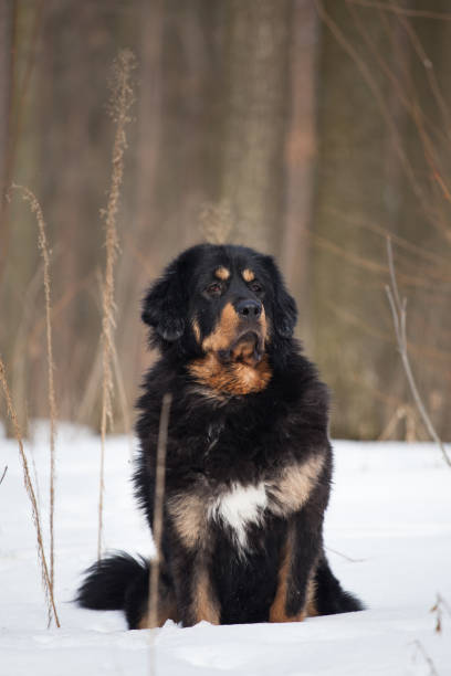 istock Black and tan Tibetan mastiff dog 1451283715