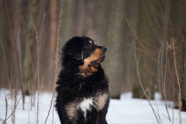 istock Black and tan Tibetan mastiff dog 1451283724