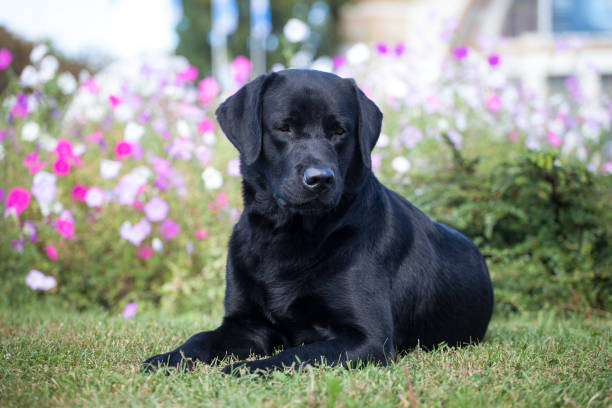 istock Puppy labrador retriever playing in the park 1451283732