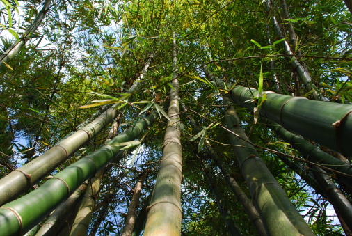 Bamboo trees in nature