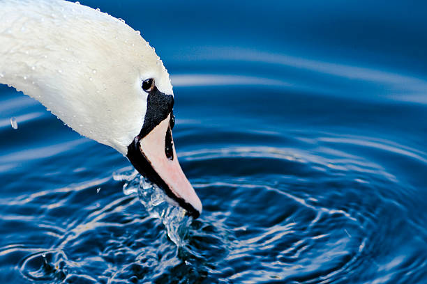 Swan Head close up stock photo