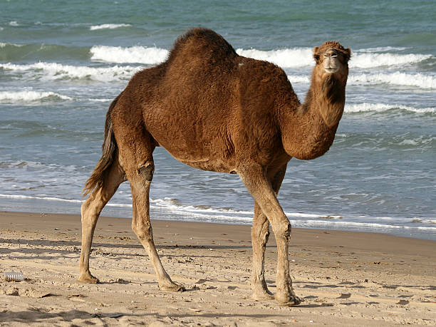 istock Strolling along the beach he stops to look at me 145128658