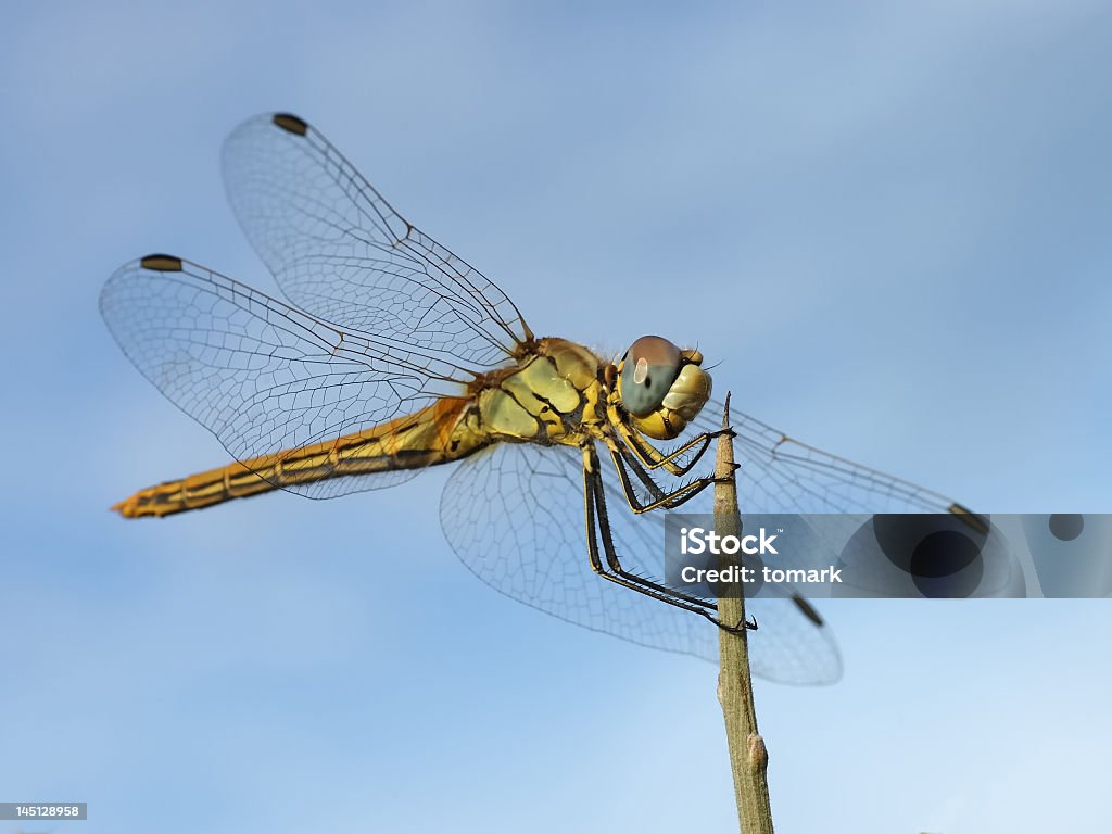 Libellula - Foto stock royalty-free di Libellula