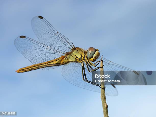 Libellula - Fotografie stock e altre immagini di Libellula - Libellula, Volare, Acqua