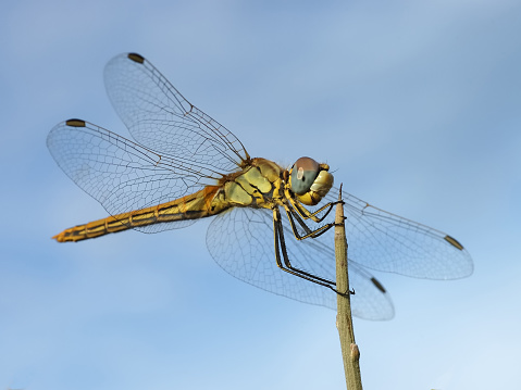 The photo shows a closeup of a dragonfly clinging to a twig in front of the sky.