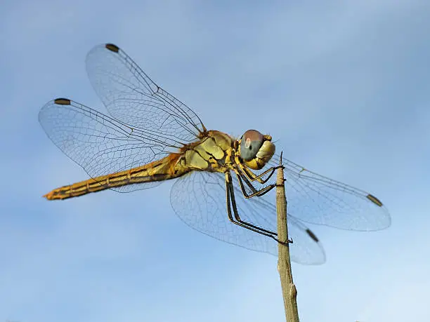 Photo of Close up shot of dragonfly landing on top of a stick