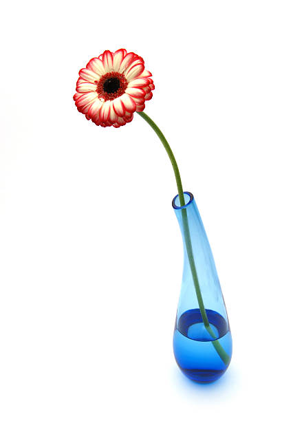 istock gerber daisy in blue glass vase 145128963