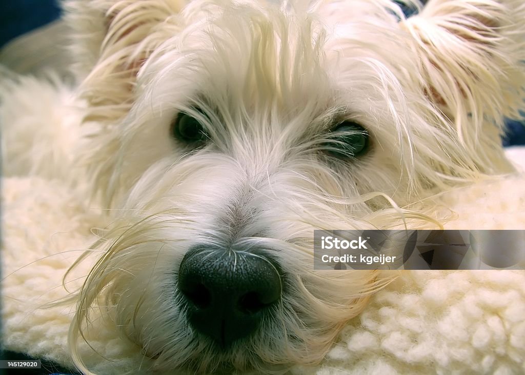 West Highland Terrier Close up view of a West Highland Terrier Animal Stock Photo